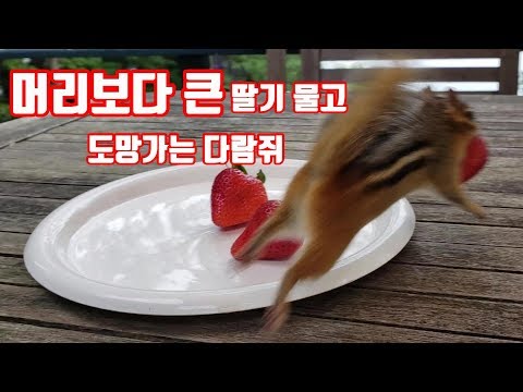 [ENG] 머리보다 큰 딸기 물고 도망가는 다람쥐 제니 Chipmunk Jenny grabs a strawberry bigger <strong>than</strong> her <strong>head</strong> and runs away