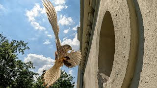 Kestrels fourth week