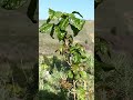 Poison Oak, for those of you unfamiliar with this widely growing and thriving plant.