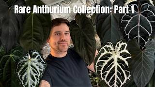 Rare Anthurium Collection Part 1
