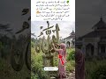 Small Tree Markings That Some People Linked to the Name of Allah 🌳✨#islamicvideo#youtubeshort#allah