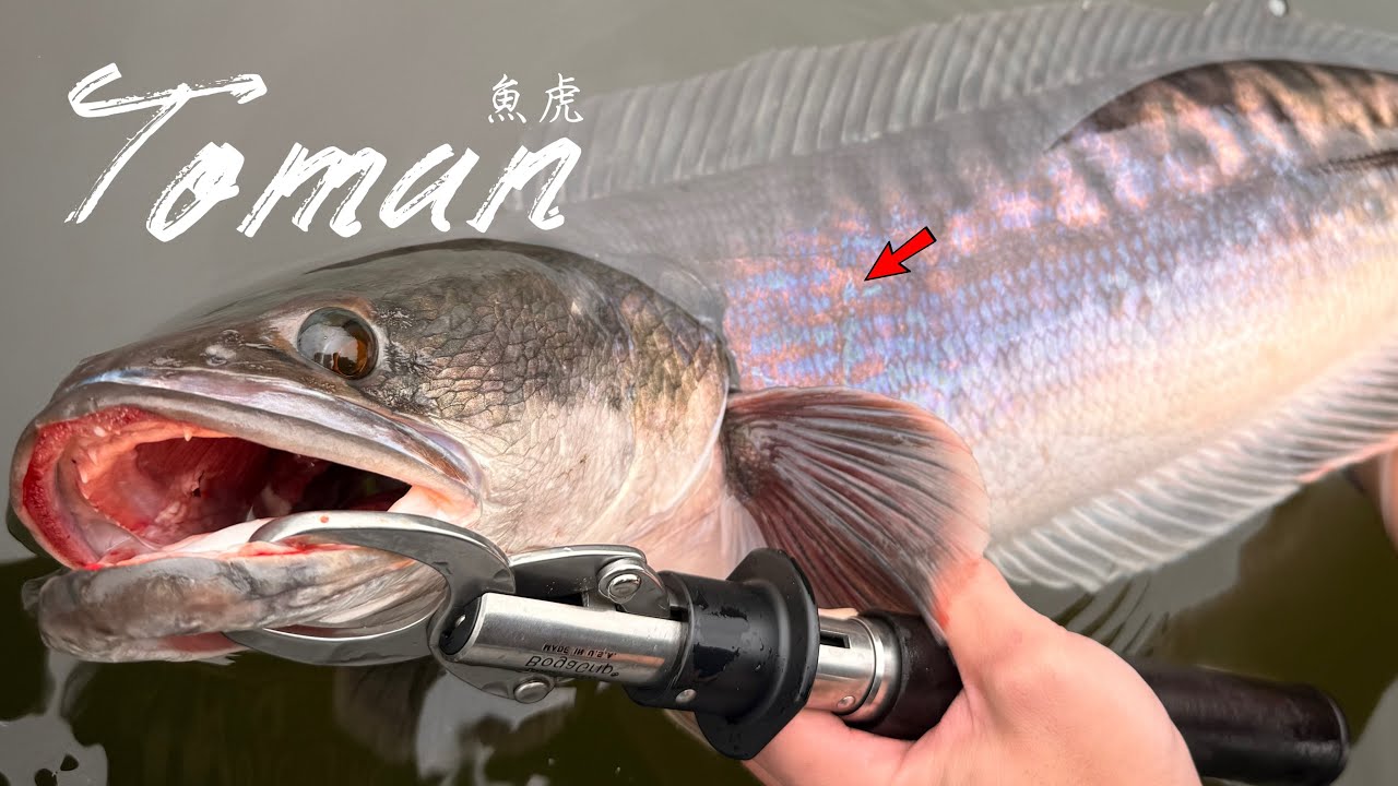 要釣肥虎就趁冬天！開箱Tulala 58C能不能頂得住呢？ #toman #路亞 #魚虎