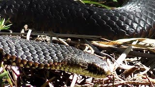 Lowland Copperhead Snake