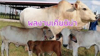 ผลงานของเคียนิน่า​ วัวสายพันธุ์​ที่ใหญ่ที่สุดในโลก​ที่อยู่ในประเทศไทย