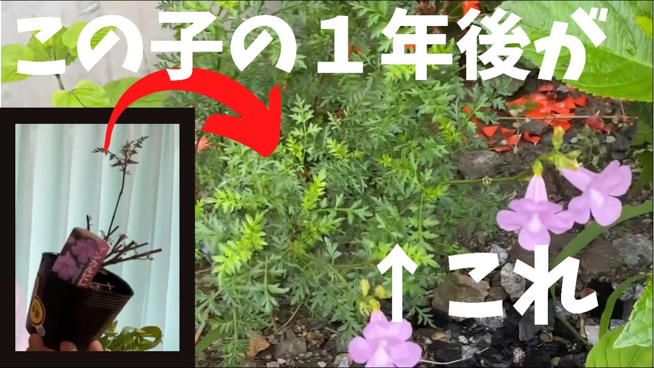 去年救った見切り品 弱った花苗はどうなったの 元気な姿をご覧下さい お得にガーデニングライフを楽しみましょう 見切り品 弱ったお花を元気に復活させます Youtube