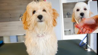 Puppy Maltipoo First Time Grooming