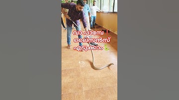ലൈസൻസ് പുതുക്കാൻ മൂർഖൻ കനിയണം🐍| SARPA license renewal test #sarpa #snakerescue #snakeawareness