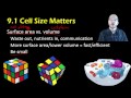 Cell Size and Division: Key Concepts for Biological Function