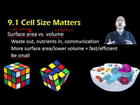 Video: Kokie veiksniai riboja ląstelės dydį?