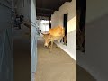meri gaiya aati he mujhko doodh cows #cowvideos #shortvideo #cow #merigaiyaaatihai #cowfeed #gaiya