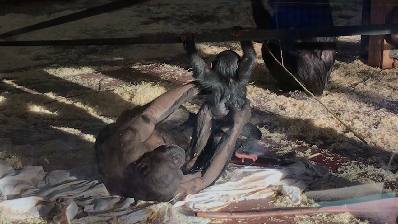 Cute baby chimpanzee playing at the zoo