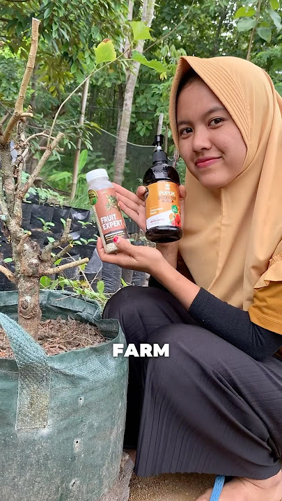 Tips agar tanaman murbei berbuah lebat #shorts