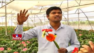 Gerbera Flowers Cultivation Techniques By Ideal Farmer In Polyhouse | Nela Talli | HMTV