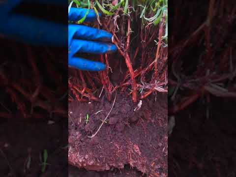 Video: Da li biljke lavande odbijaju bube?