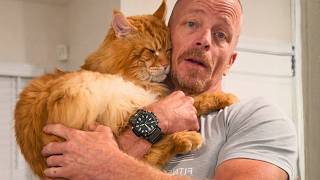 The Giant Maine Coon Nobody Wanted… Until a Tough Man Adopted Him