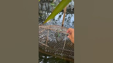 Đặt lờ cá sặc tập 1