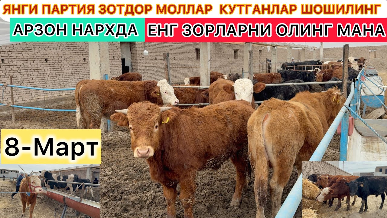 ЯНГИ ПАРТИЯ ЗОТДОР МОЛЛАР  КУТГАНЛАР ШОШИЛИНГ АРЗОН НАРХДА АСЛ ЗОТЛАРНИ ОЛИНГ УРГАНЧ ГАЛАБА ДА