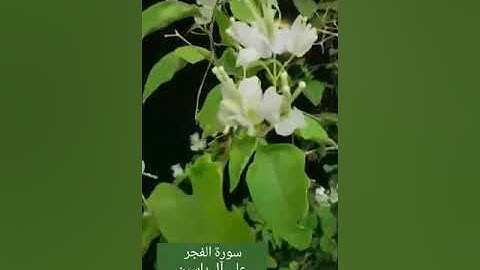 تلاوة ( سورة الفجر ) بصوت الشيخ علي آل ياسين