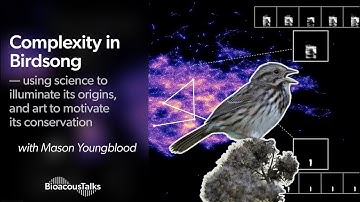 BioacousTalks: Complexity in Birdsong with Mason Youngblood
