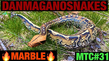 Meet the collection: Part 31, 2020 Female marble borneo short tail python holdback