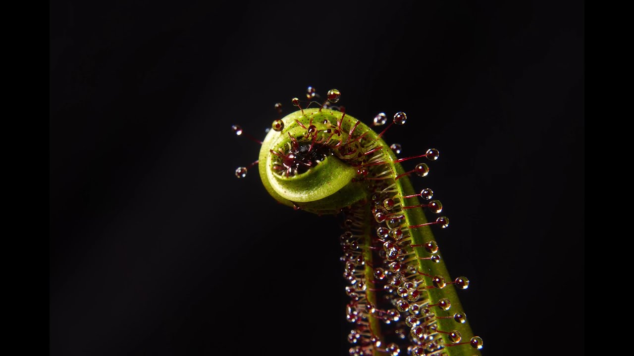 Drosera regia Curling on Dead Prey Timelapse