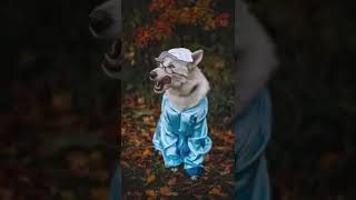 My Dog's Grandma Wolf Halloween Costume