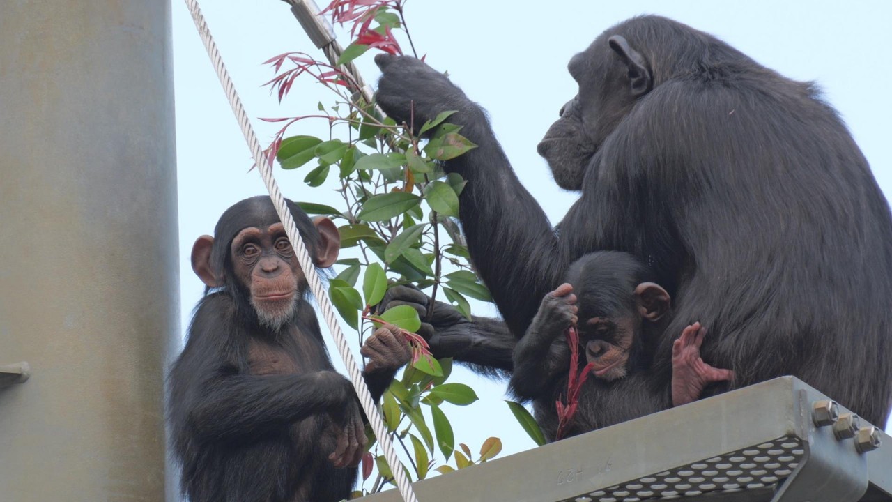 Shijimi, Hayate, and Nana-san Tama Zoo Chimpanzee 202603 - YouTube
