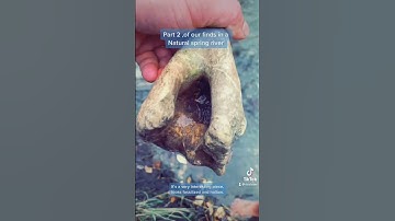 Fossil hunting tips. #fossilhunting #fossils #dinosaurs #fossilhuntingtips