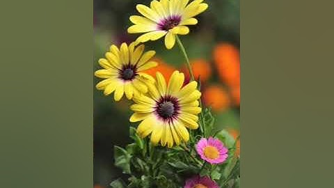 تلاوة لقول الله تعالى وما ظلمناهم ولكن كانو هم الظالمين