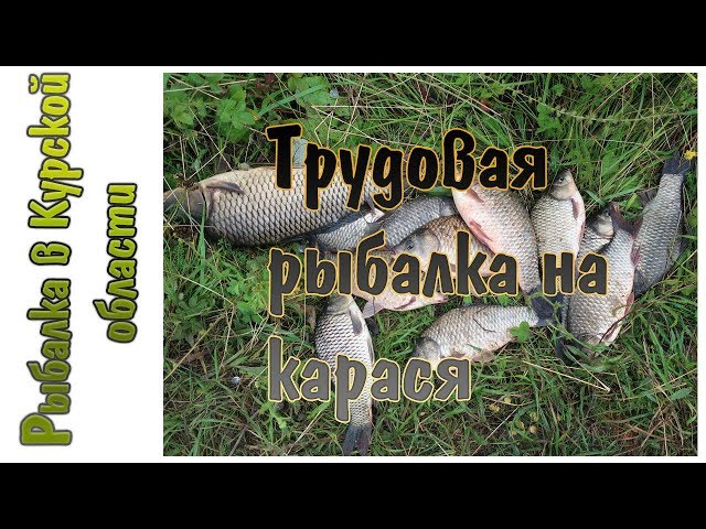 Ловля карася на «куки»... Рыба бастует