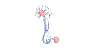 Multiple Sclerosis after mRNA Vaccine (Mechanism Discussion)