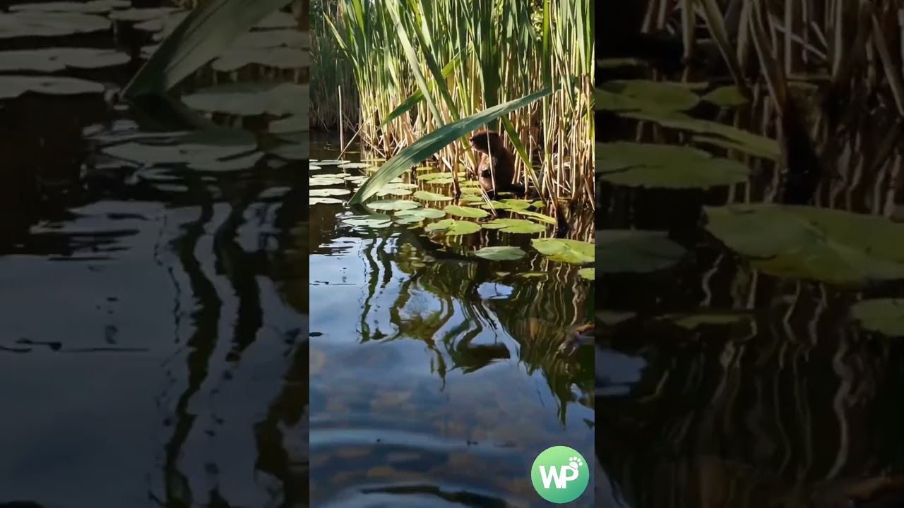 WildPop: daily 10s wildlife Shorts. Subscribe! 