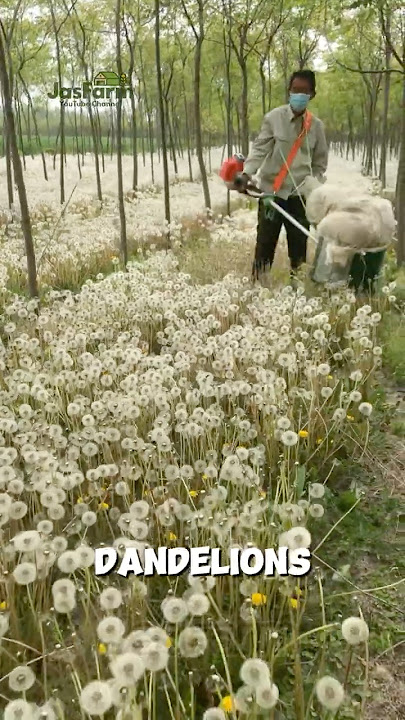 How China Turns Dandelions into Tea & Food! #dandelion #shorts