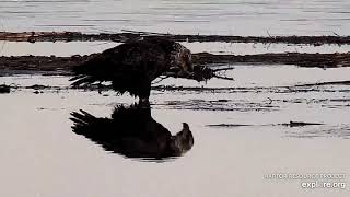 Mississippi River Flyway Cam. Subadult with reflection - explore.org 11-20-2021