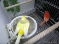 Kanarki - kopulacja w gniezdzie #2 (Canaries - copulation in nest #2)