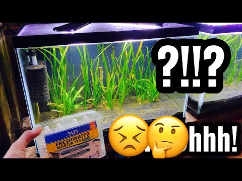 Aquarium PH Level is Too High? Too Low