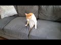 BEST Pets of the DECADE! 😮 🤣 | Funniest Videos