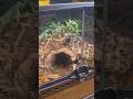 Rehoming a Tliltocatl albopilosus (Curly Hair tarantula)