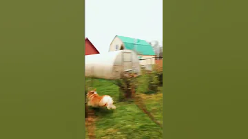 Почему собаки не любят гулять в дождь