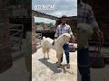 Breeding setup Jamuna Pari Bakra #shorts #bakra #farming #asansol #pashupalan #viralvideo ￼