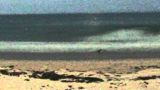 Unusual Sea Turtle Behavior In Color Nightvision