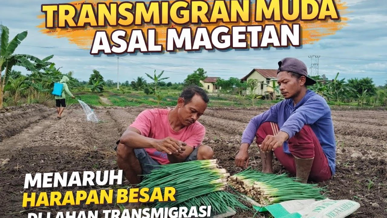 KEGIATAN SORE HARI DI KEBUN, TRANSMIGRAN MUDA ASAL MAGETAN TRANSMIGRASI KALIMANTAN UTARA