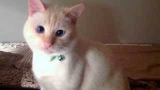 Red point Siamese and GHOST ! SCARY LOL