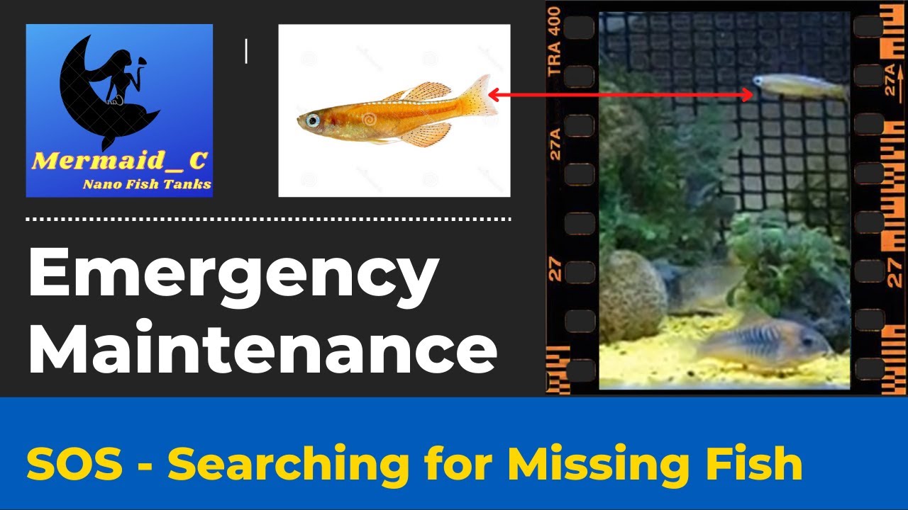 Sos - Fish Tank Emergency Maintenance Full Guide Hướng Dẫn Đầy Đủ Về Bảo Trì Khẩn Cấp Bể Cá