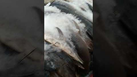 Cá cờ gòn cảng cá lagi bình thuận 0918916174 sg 0902687841