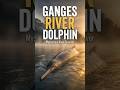 This Dolphin Is Almost Blind… But It Hunts With Sound! #shorts #english