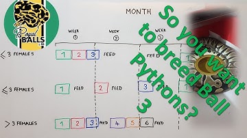 So you want to breed Ball Pythons? Part 3