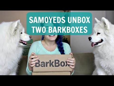 samoyeds-unbox-two-barkbox-months!-|-january-and-february-2017