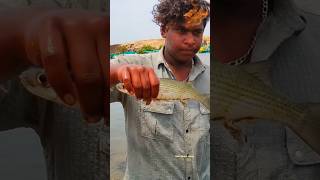 Catching Bigg Mullet fish in Net fishing #reels #amazing