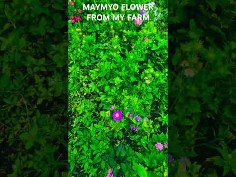 'Fresh Flowers from